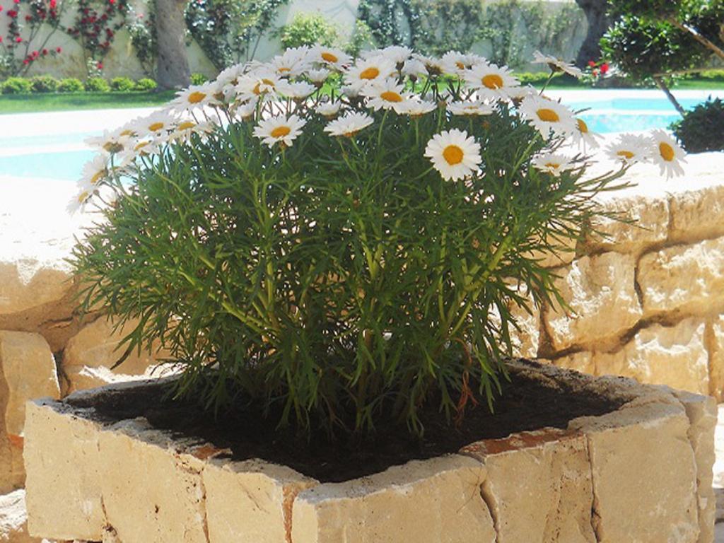 Il Giardino Dei Carrubi Βίλα Donnalucata  Εξωτερικό φωτογραφία